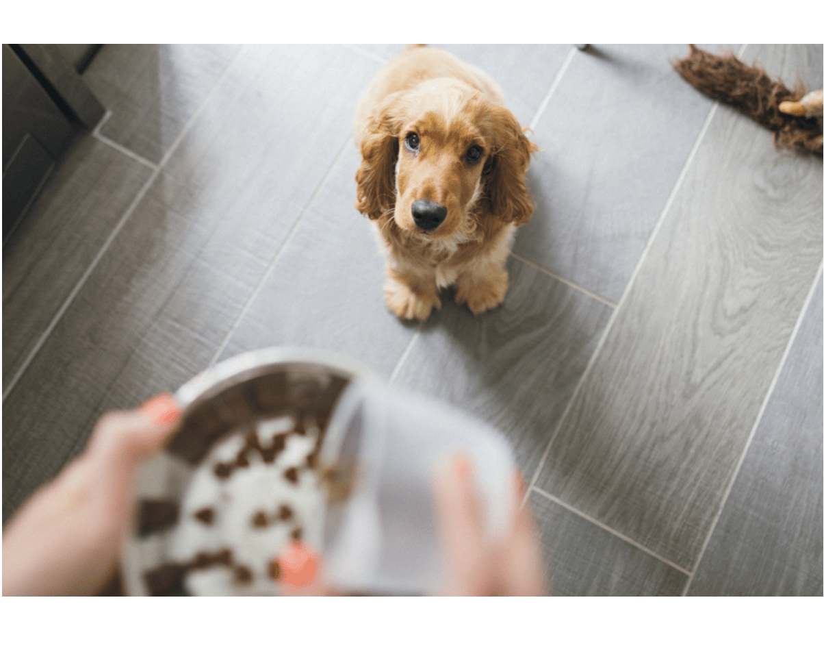 Échantillon de croquettes Husse pour chiens et chats